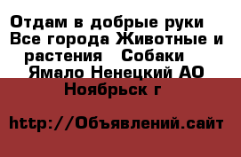 Отдам в добрые руки  - Все города Животные и растения » Собаки   . Ямало-Ненецкий АО,Ноябрьск г.